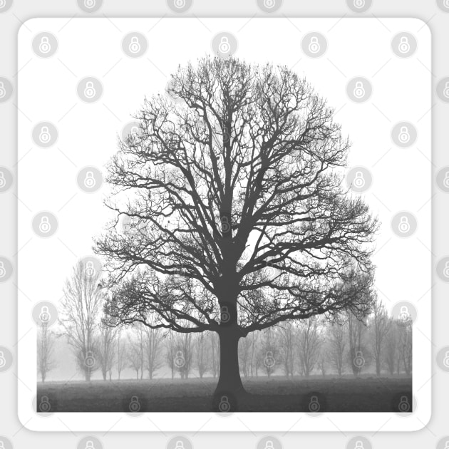 nature environmental awareness black and white tree silhouette Sticker by Tina